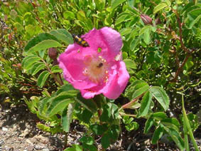Rosa pendulina